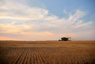 Wheat being harvested in the field