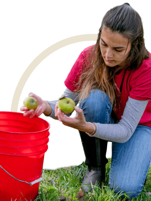 Apple Gleaning